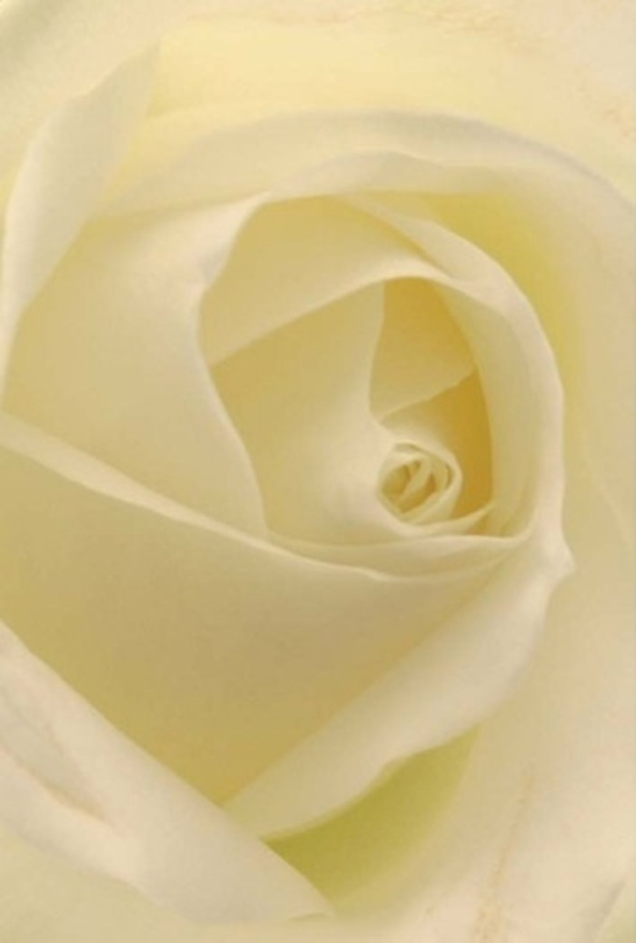 There's a quiet grandeur in this pristine white rose, closely observed as light filters gently through windowpanes above St James's bustling Piccadilly. The creamy, layered petals unfold with a graceful patience, each so thin and smooth they seem lit from within. Flowers St James's captures this fleeting elegance, fashioning a bloom that speaks of tenderness and refined style-perfect for adorning the tables of local weddings, offering consolation, or celebrating a special anniversary in the heart of St James's. The spiraled center glows with hints of pale yellow, surrounded by luminous ivory folds that catch the softest shadow. There's an unspoken fragrance here-a whisper of sweetness and serenity-that evokes both the artistry and tradition for which the neighbourhood is known. Every perfectly arranged petal is a tribute to the thoughtful hands behind each bouquet, making this rose an emblem of enduring grace and heartfelt connection, available for delivery throughout the community.