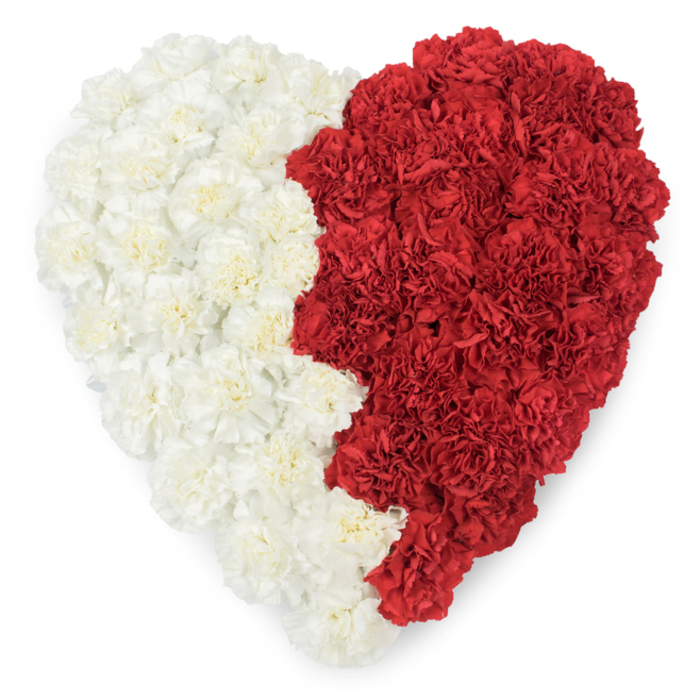 A bold, emblematic heart sculpted entirely from fresh carnations, photographed from above against a stark white background. The composition is split vertically: the left half formed of creamy, off-white carnations whose ruffled, layered petals create a soft, cloud-like texture; the right half built from saturated red carnations whose crinkled petals lend depth and a plush, velvety surface. Where the two halves meet, the red side traces a distinctive serrated edge composed of repeated triangular points-nine prominent peaks-that give the design a jagged, saw-tooth silhouette. That specific number and form strongly evokes the national flag of Qatar, lending the floral heart an unmistakable cultural and patriotic resonance useful for national day displays, embassy events, or memorial observances connected to Qatar. The lighting is even and cool, allowing the white blooms to appear luminous and the reds to remain richly pigmented, while the subtle carnation fragrance adds a gentle, comforting note rather than overpowering the scene. From my experience as a St James's florist I can picture this arrangement on a ceremonial table near The Mall or delivered to a formal reception along Pall Mall or Haymarket, where it would read both as a tender gesture of affection and a carefully considered symbol of national pride. The craftsmanship emphasizes repetition and texture-every bloom placed to contribute to the heart's unified silhouette and the powerful emotional message it carries.
